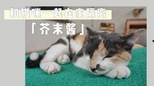 娱乐吃瓜酱布丁是只喵,揭秘网红喵星人的魅力人生